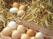 oeuf